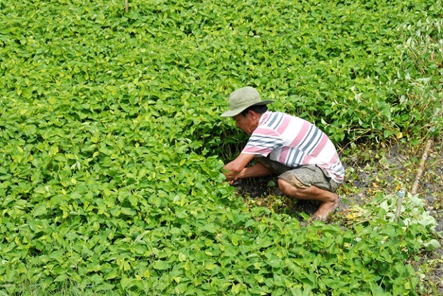 Chăm sóc rau diếp cá rất quan trọng